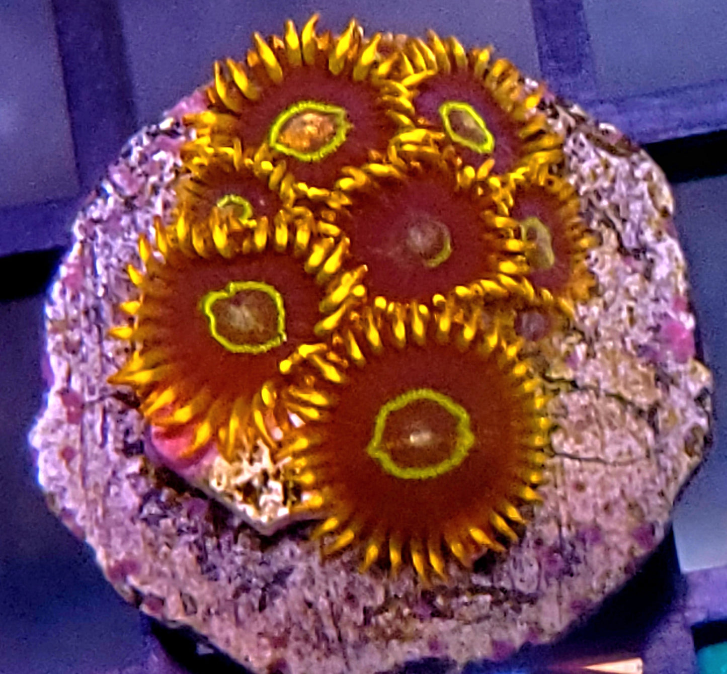ECC Rainbow Hornet Zoanthid
