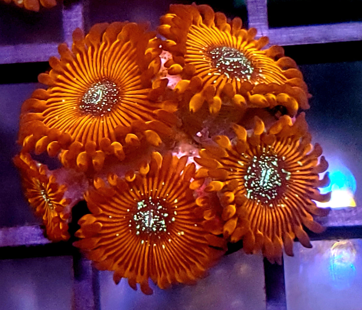 ECC Magician Zoanthid