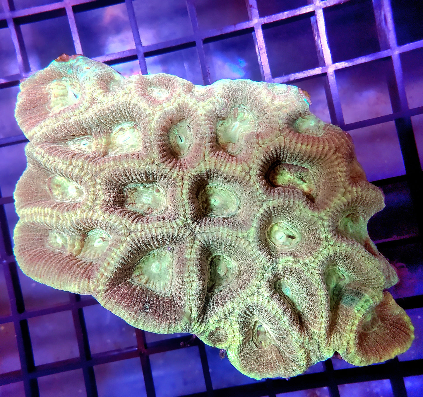 Aussie Unique Prism Favia
