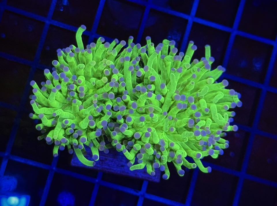 2-Head Cotton Candy Torch (Euphyllia glabrescens) — WYSIWYG