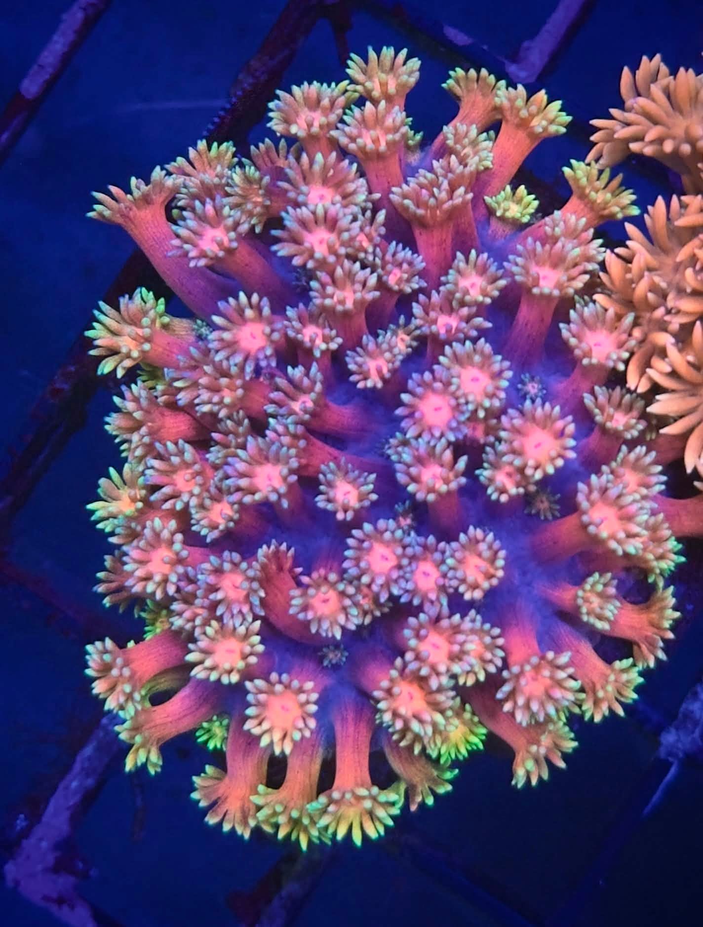 Ultra Goniopora Colony