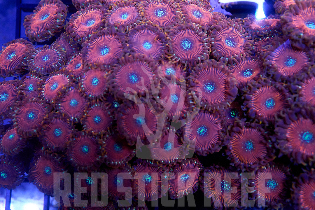 Magician Zoa Colony