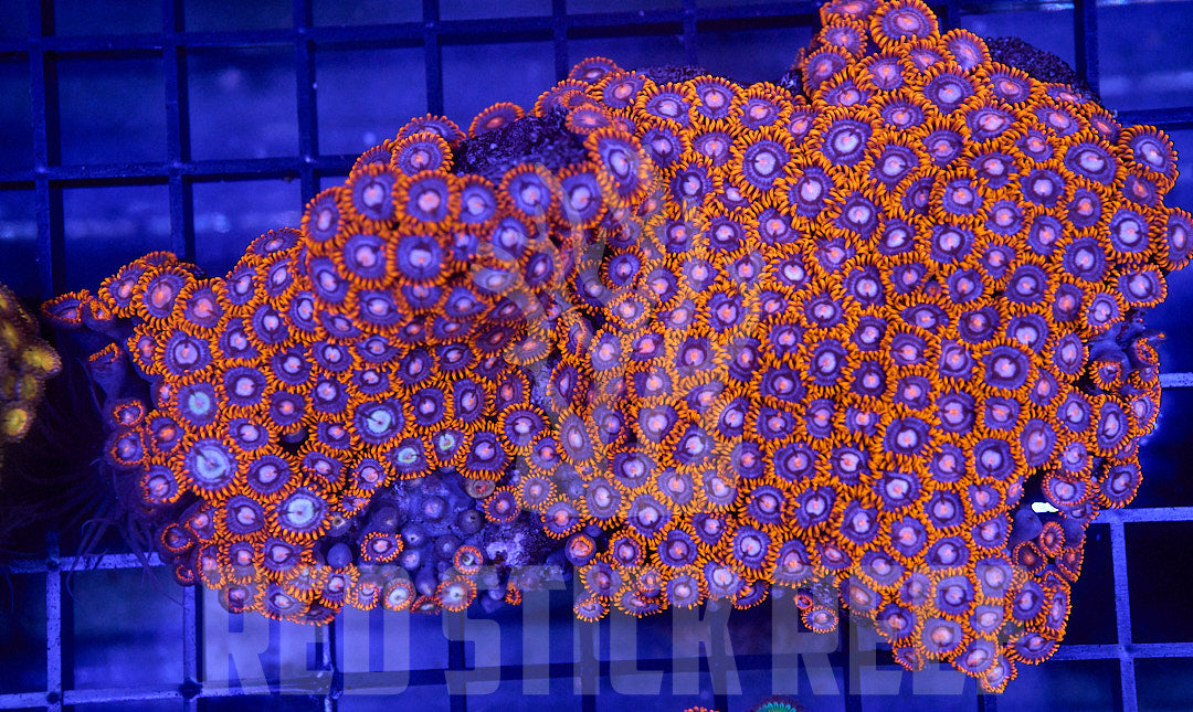 Mixed Zoa Colony