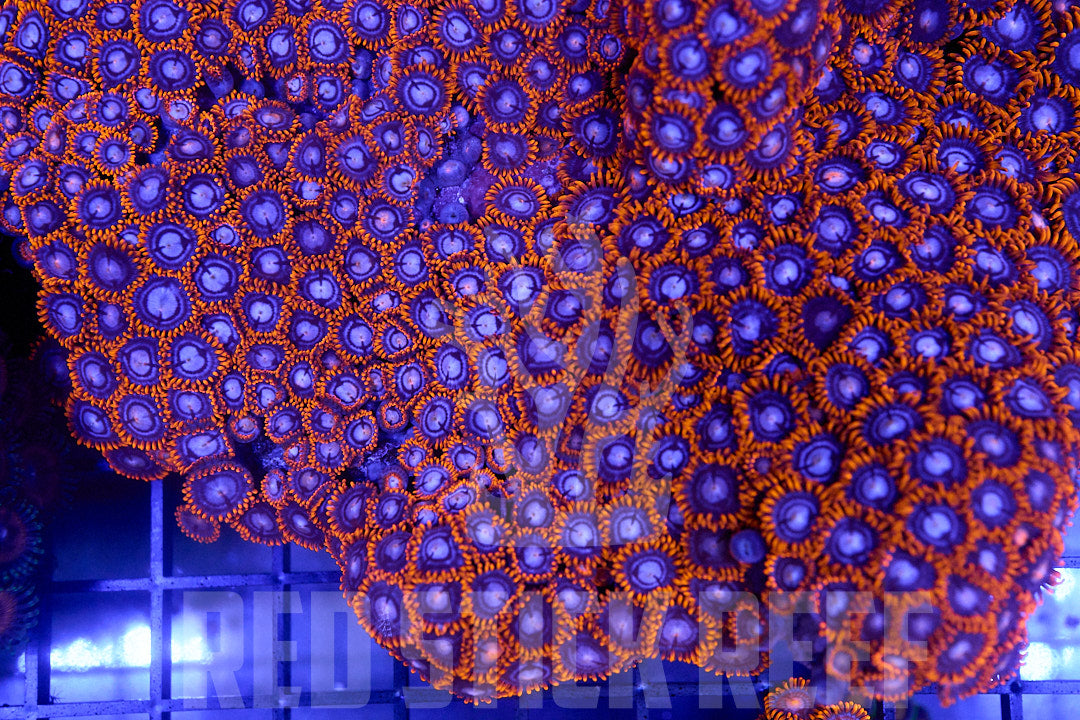 Mixed Zoa Colony