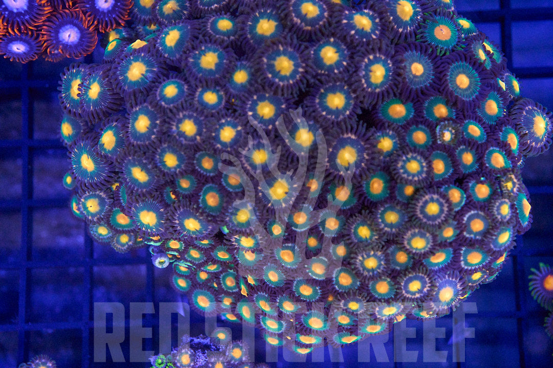 Zoa Colony