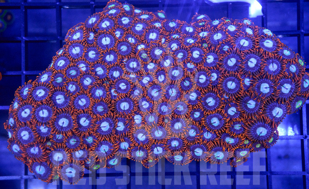 zoas
