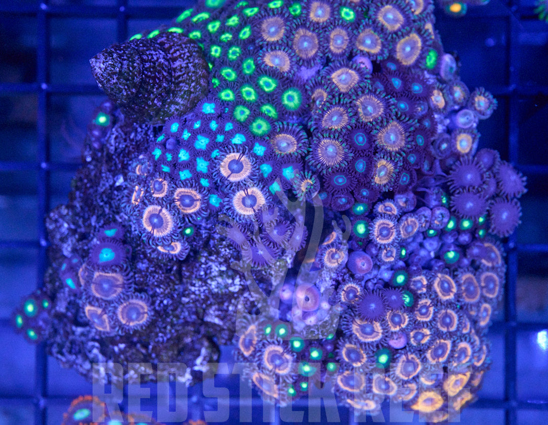Mixed Zoa Colony
