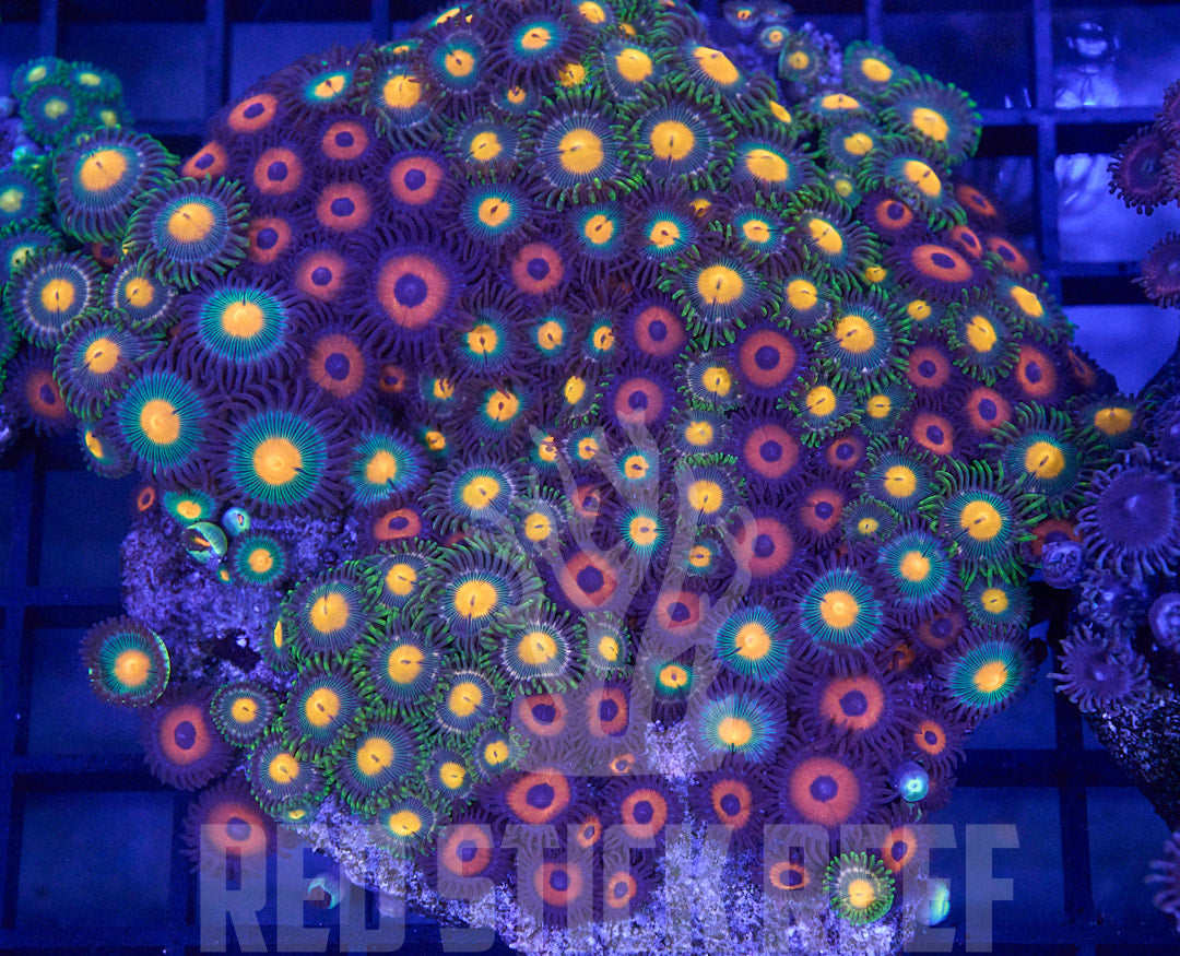 Mixed Zoa Platter