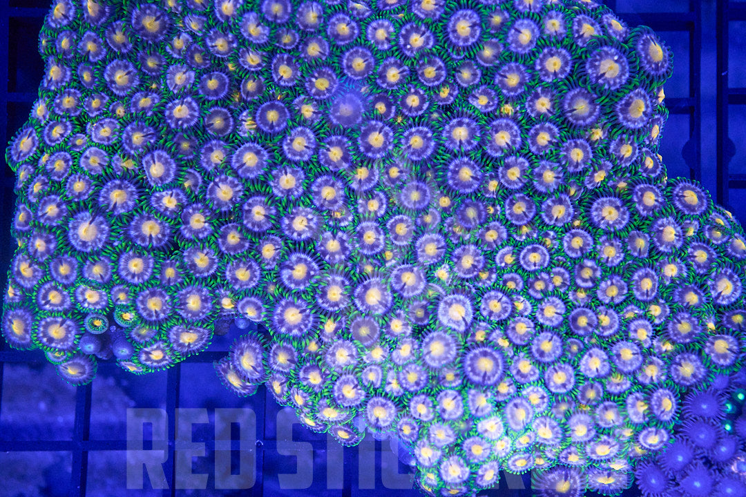 XL Blueberry Zoa Colony