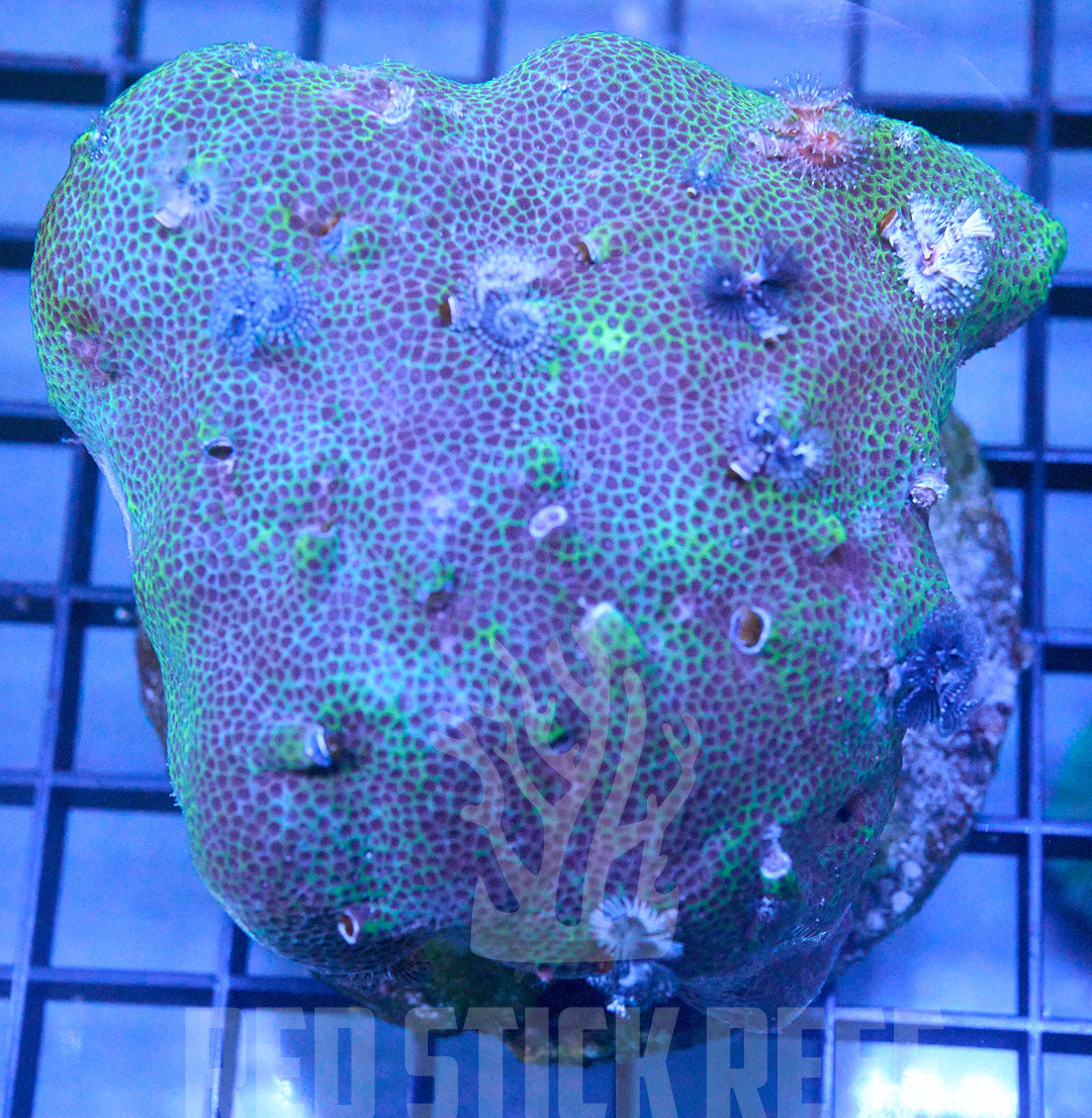 Christmas Tree Worm Rock