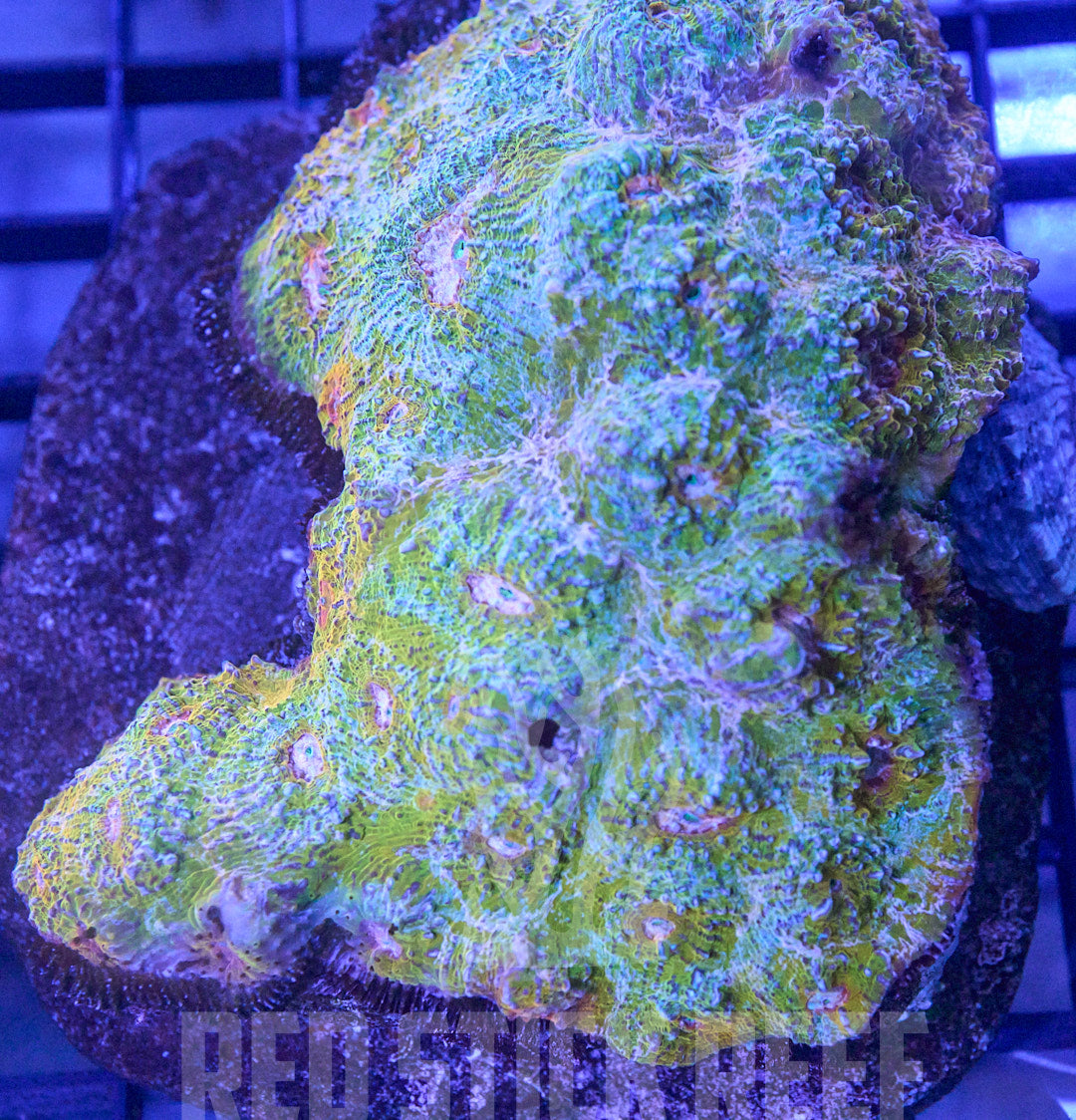 Rainbow Chalice Colony