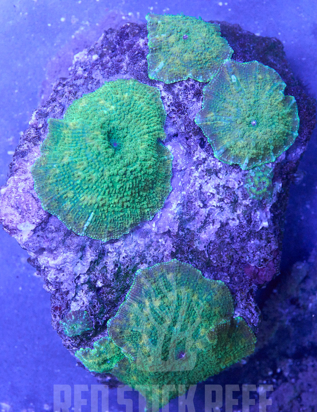 Ultra Discoma Mushroom Colony
