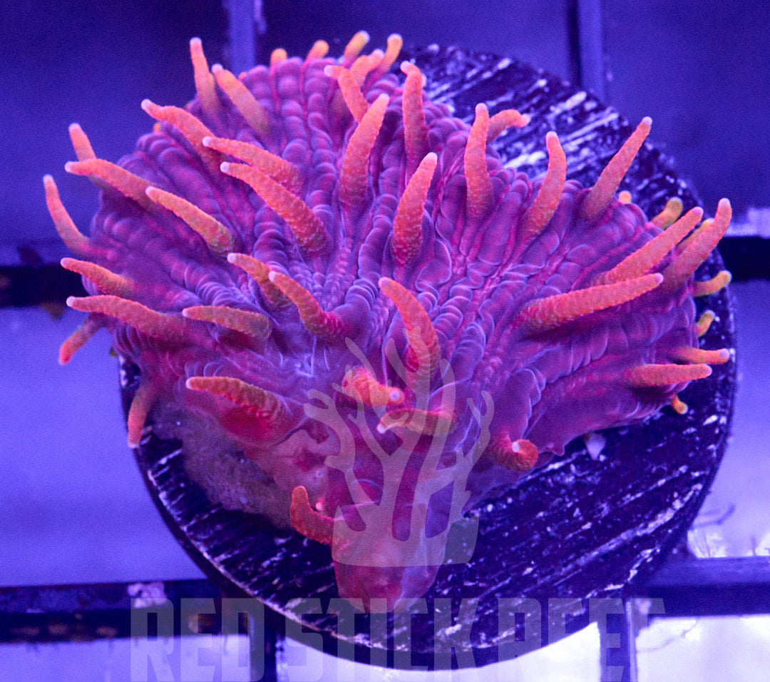 El Fuego Diaseris Plate Frag