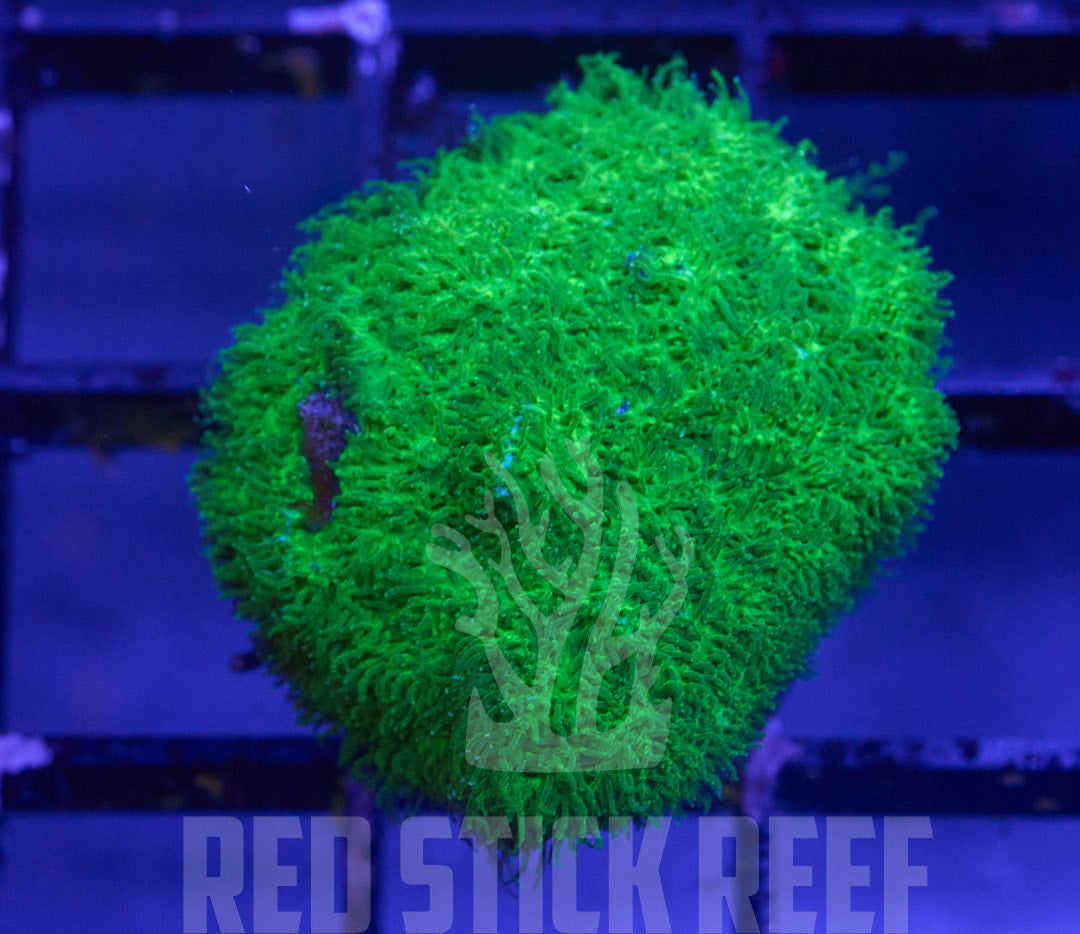 Green Leptastrea Frag