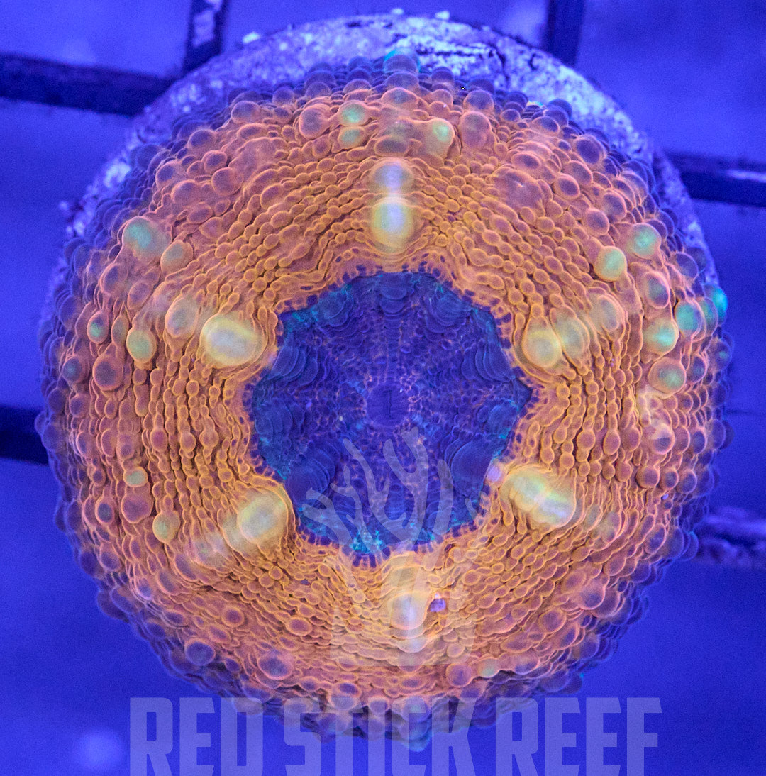 Captive Spawned Lobo Coral