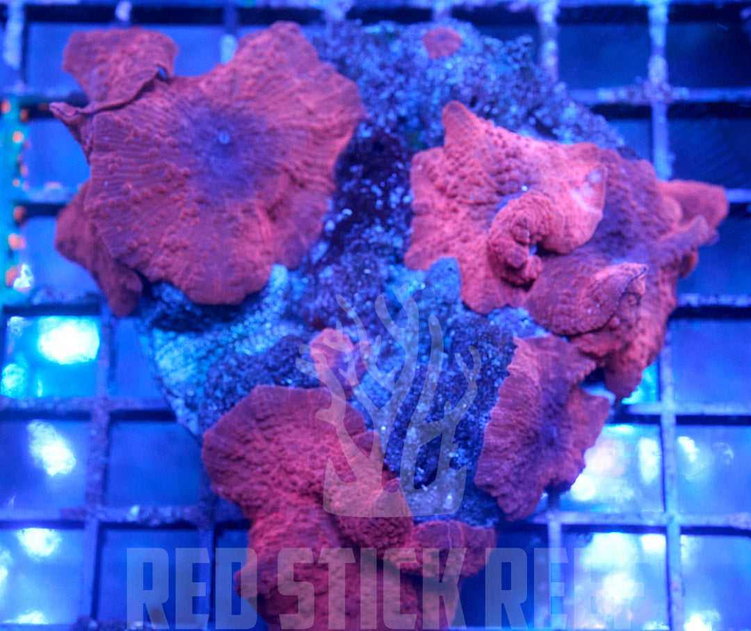 Nectarine Discoma Mushroom Colony
