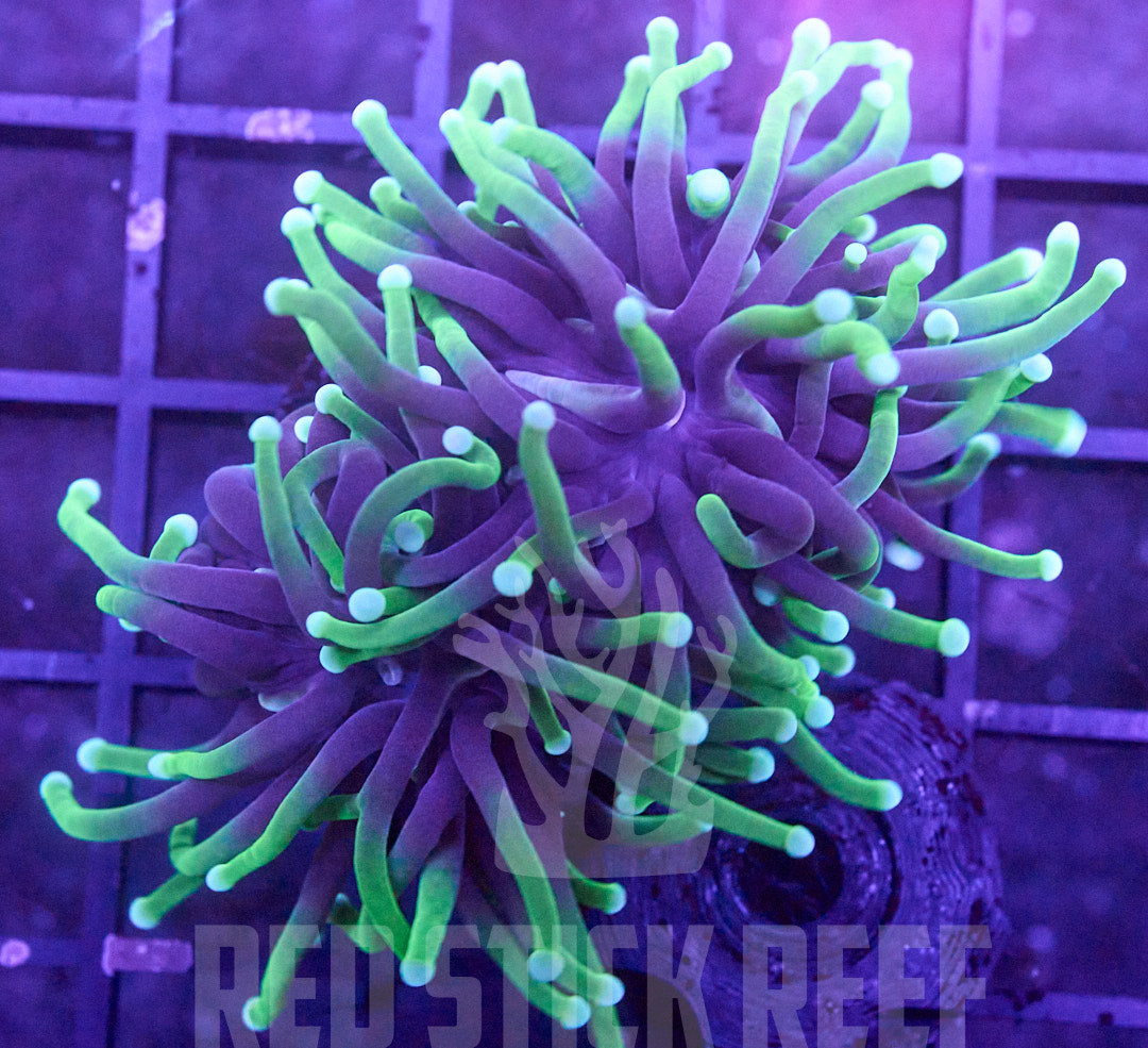Indo Reaper Torch Coral – 2 Heads