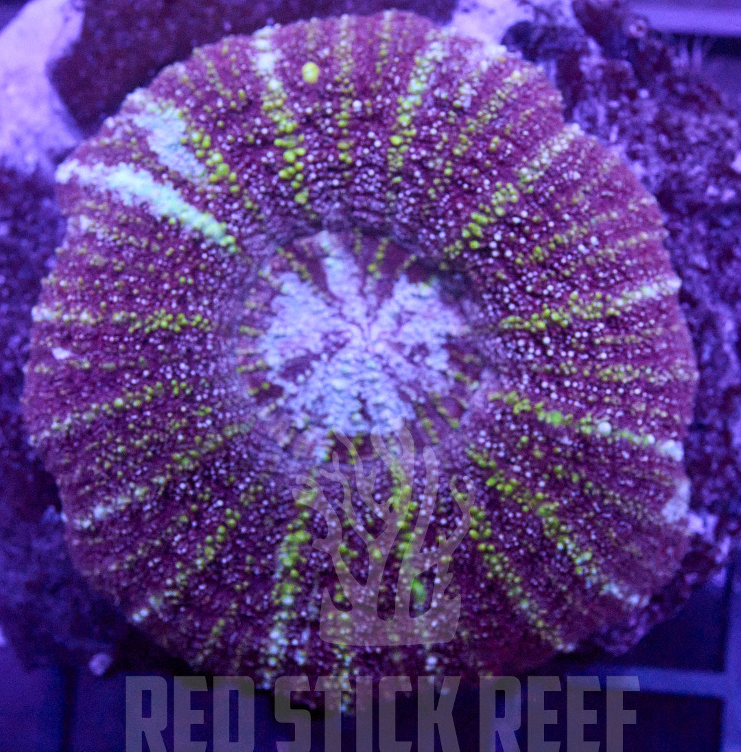 Acan Maxima Coral
