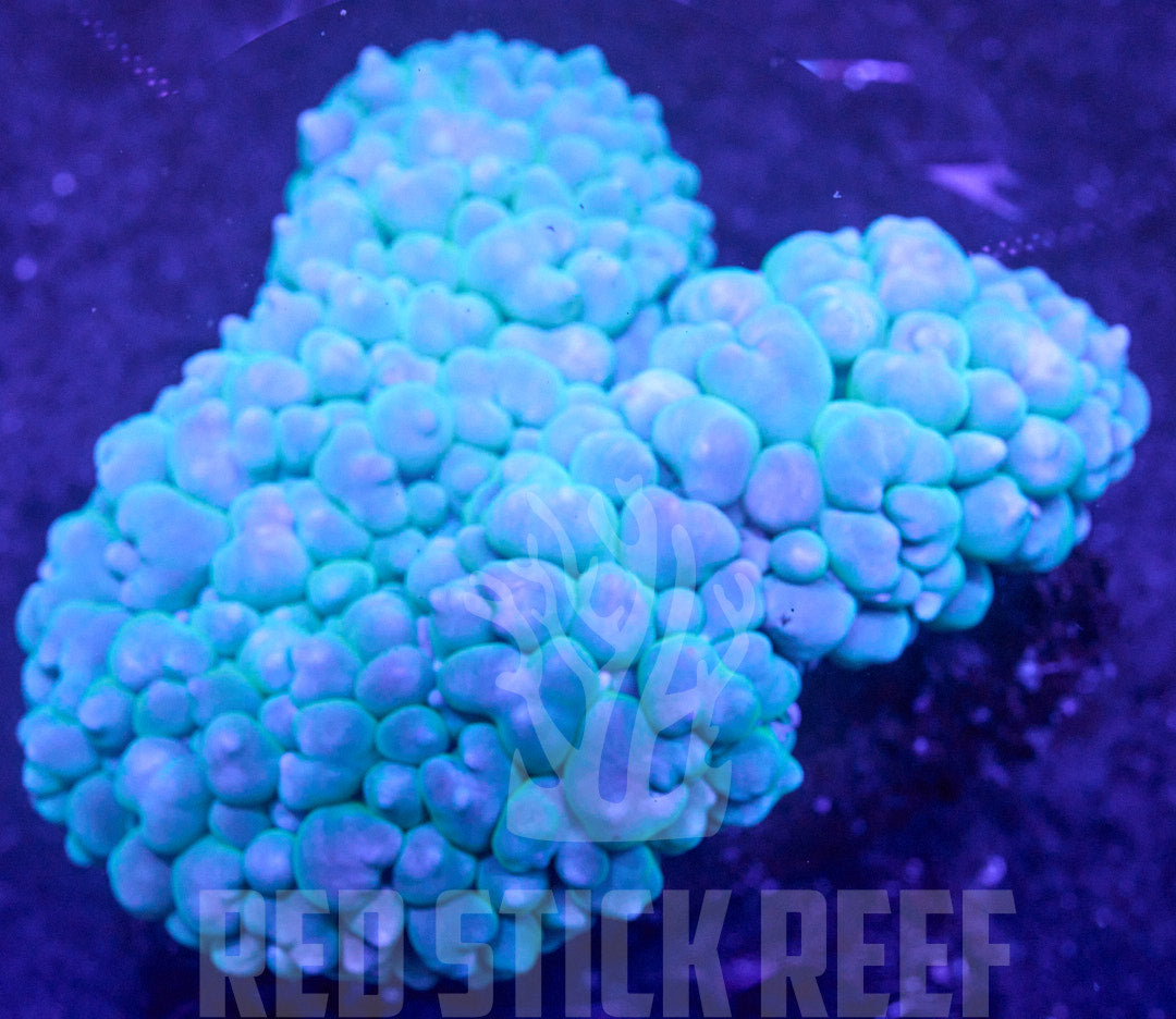Bubble Coral