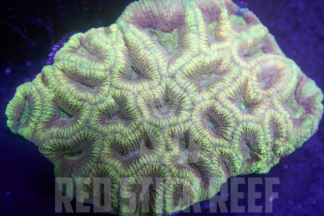 Golden Prizm Favia Colony