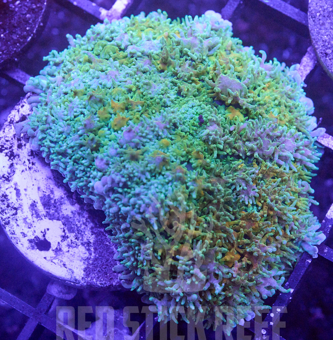 Rainbow Carpet Mushroom