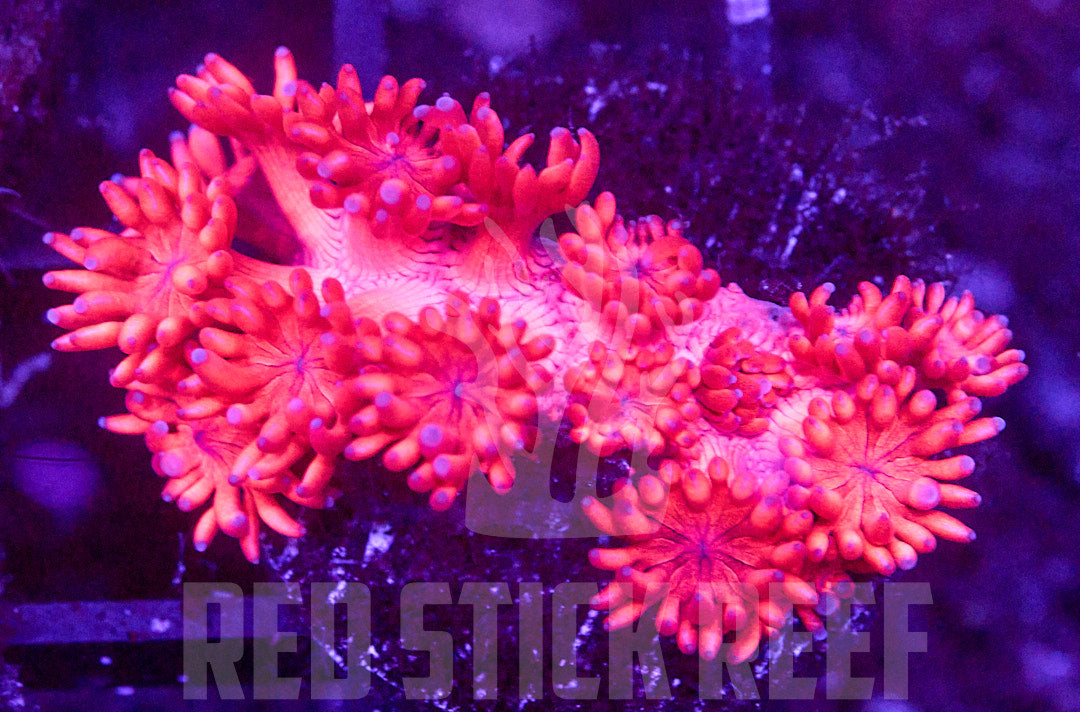 Bright Red Goni Frag