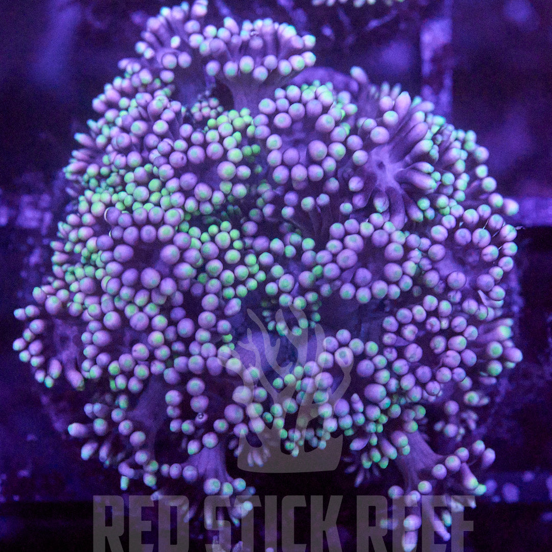 RSR Mother of Dragons Goni Frag