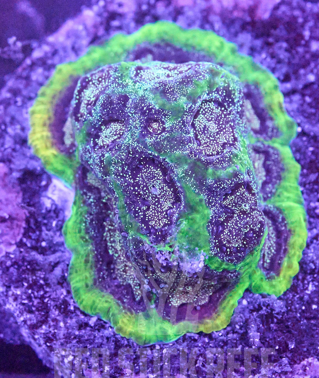 SDC Radiactive Favites Frag (Mardi Gras Edition)