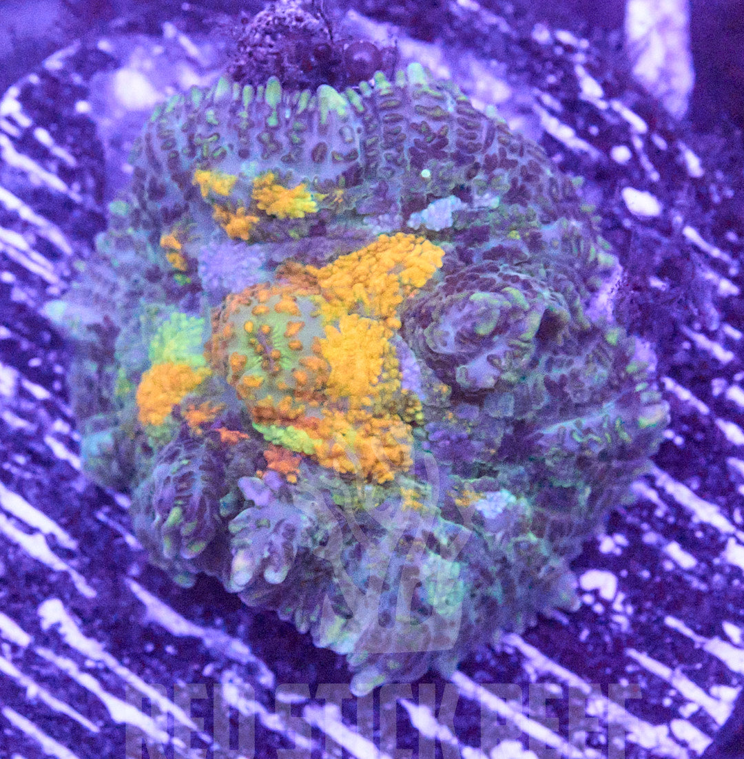 RSR Spilled Slime Rhodactis Mushroom Frag