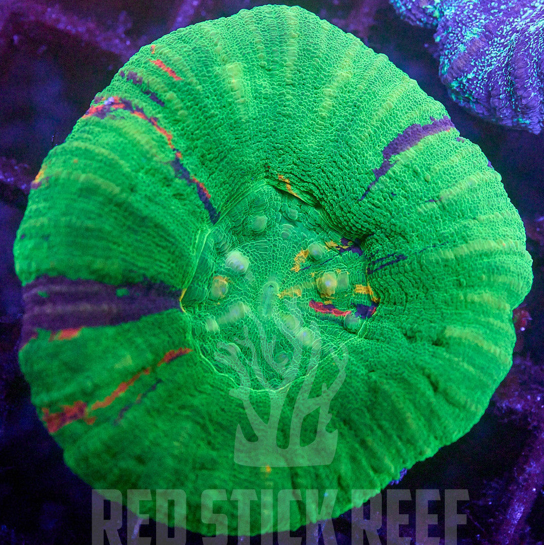 Unique Scoly Coral