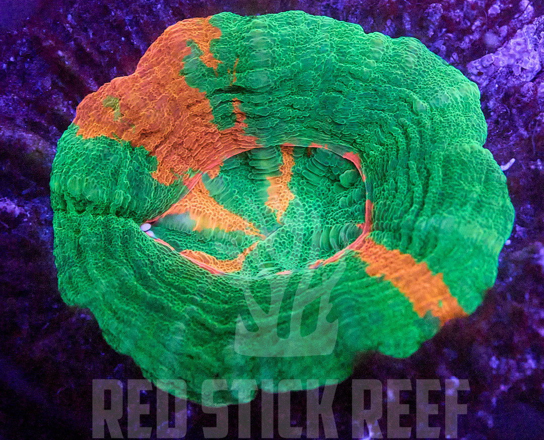 Bleeding Apple Scoly XXS