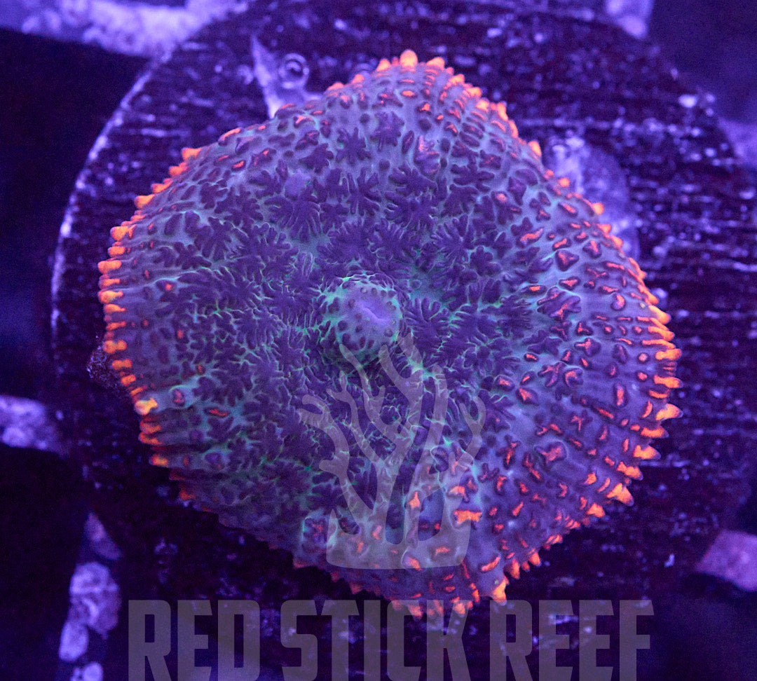 Frankenstein Mushroom Frag – Medium