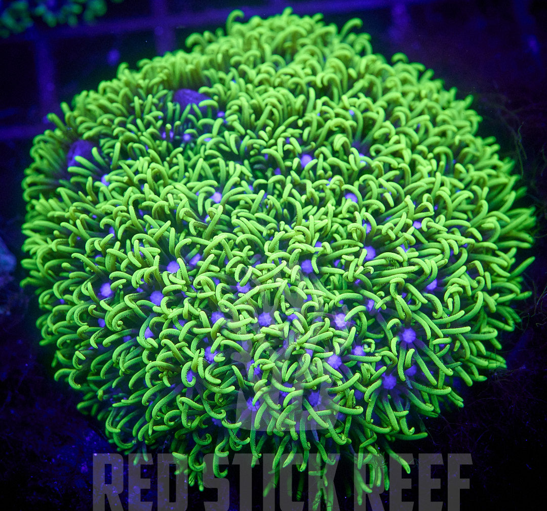 Green Star Polyps
