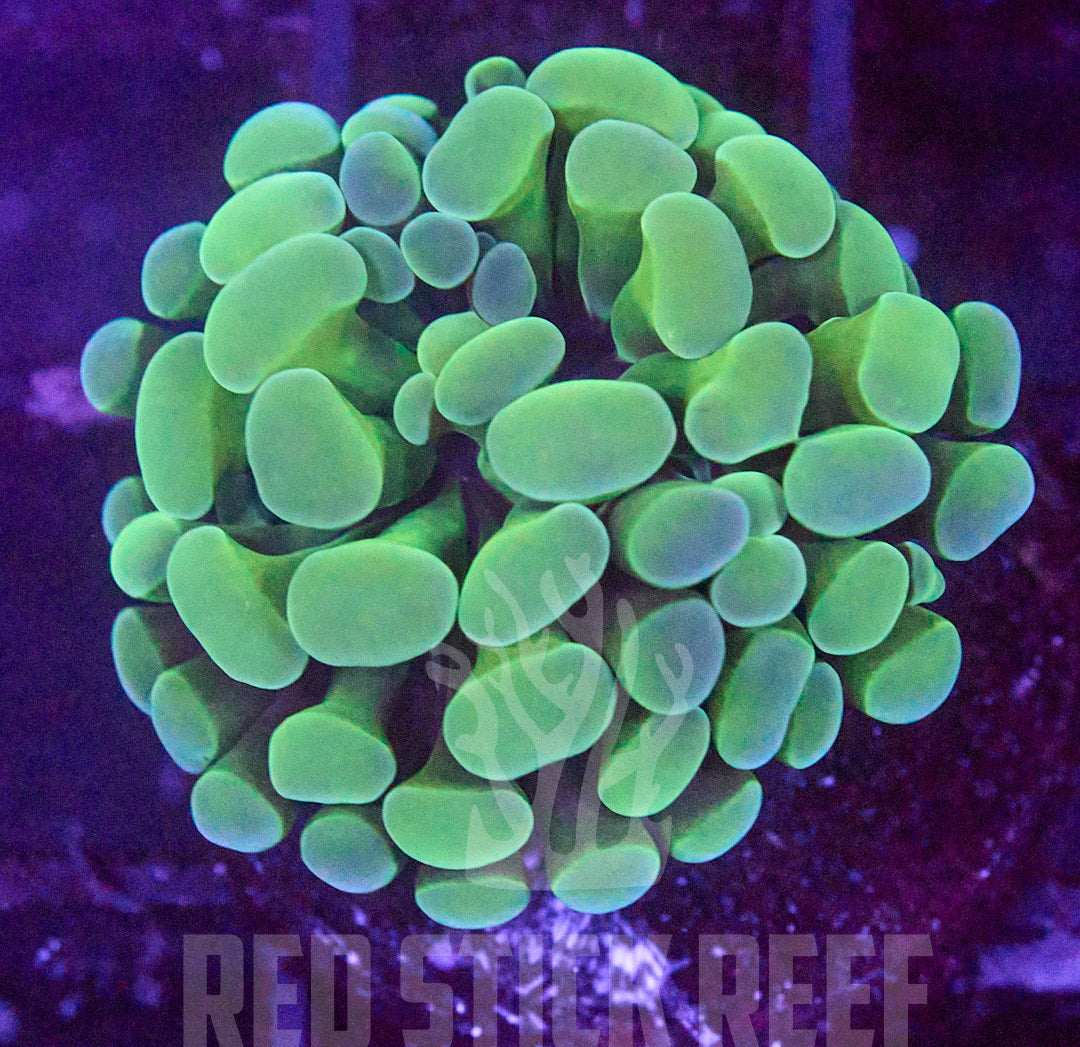Green Branching Hammer