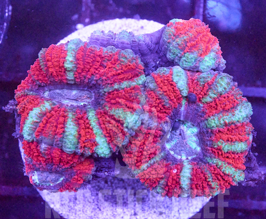 RSR Aquacultured Acan Lord Frag