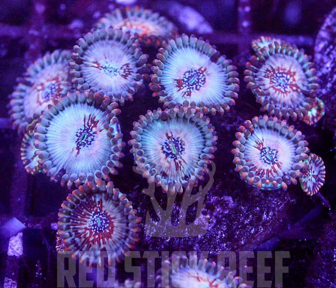 White Zombie Zoa Frag