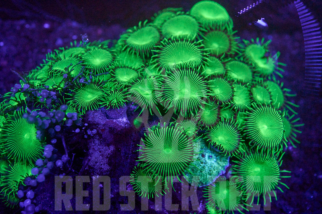 TSA Green Implosion Paly Colony
