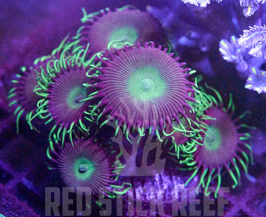 Green Palys
