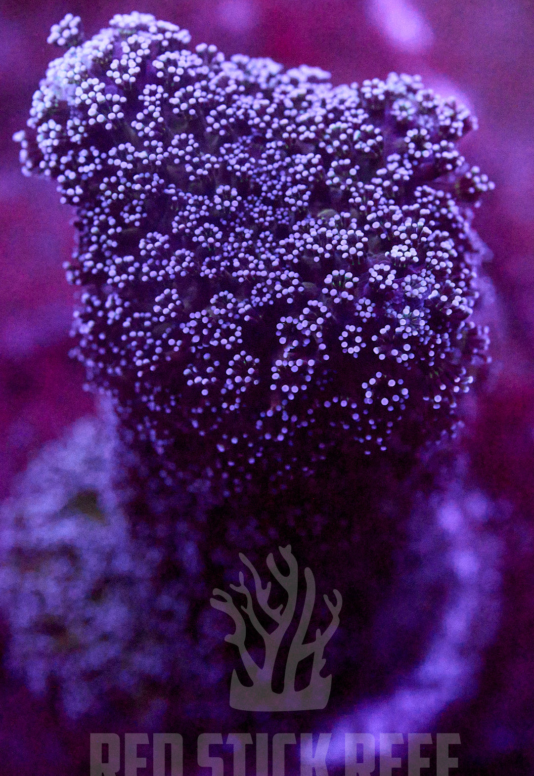 Purple Stylo