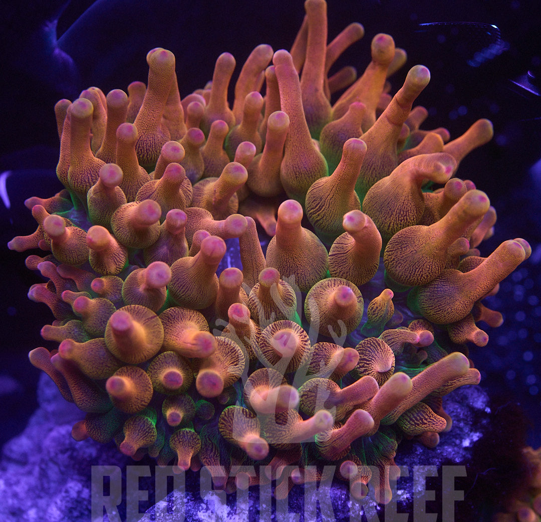 Rose Bubble Tip Anemone