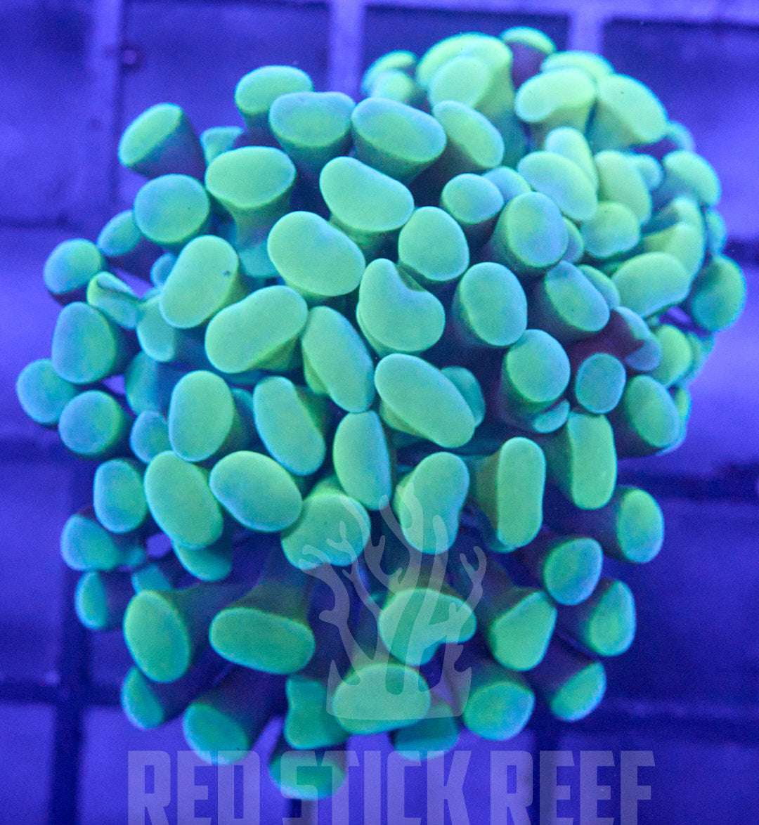 Green Branching Hammer (2 Heads)