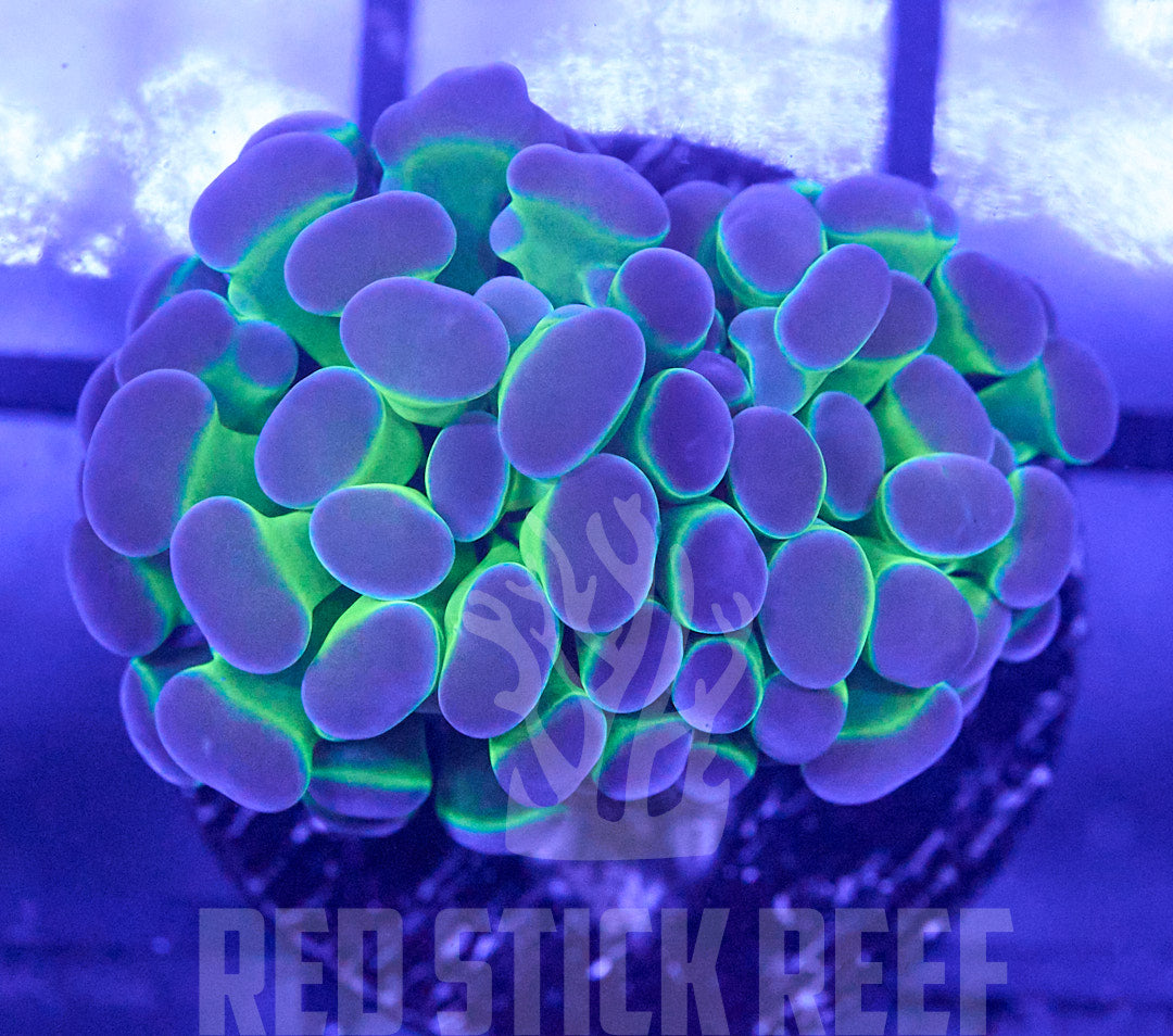 Neon Bicolor Branching Hammer (Splitting Single Head)