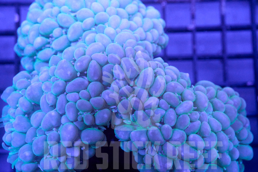 Bubble Coral