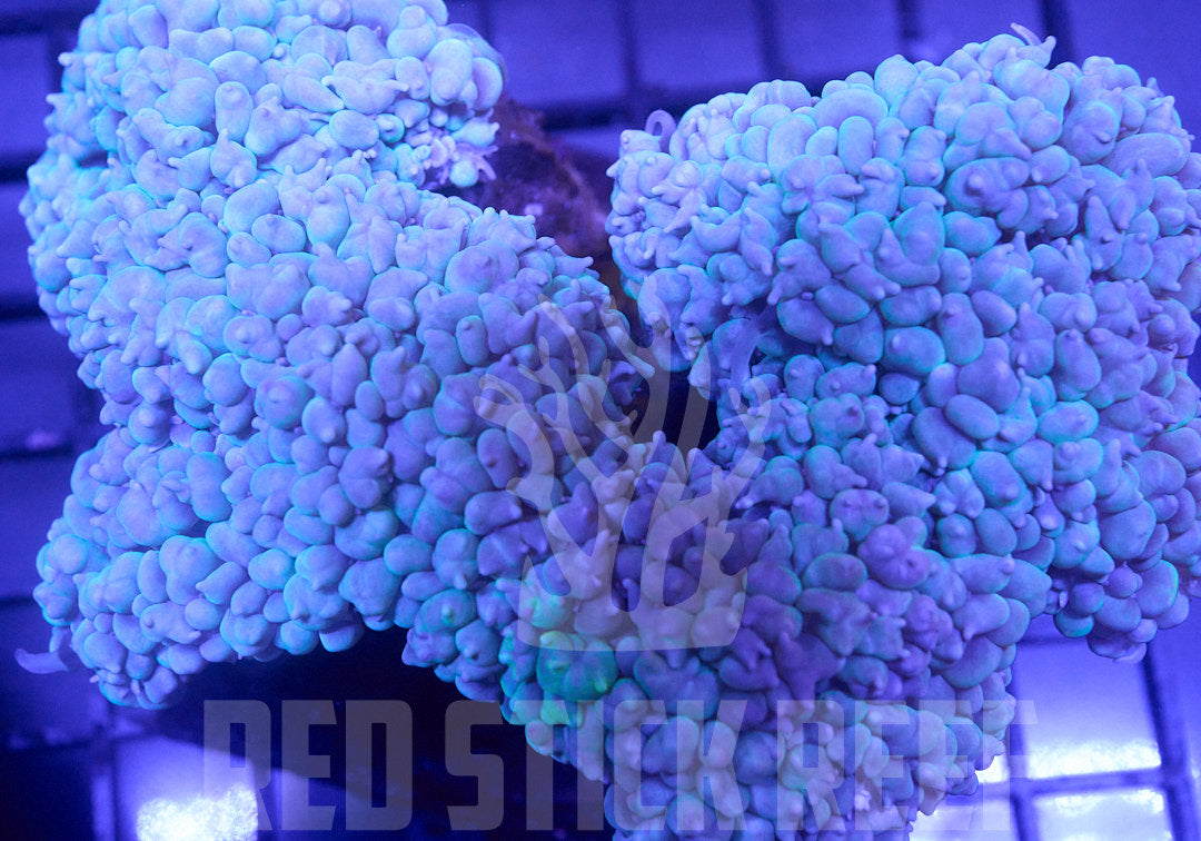 Bubble Coral