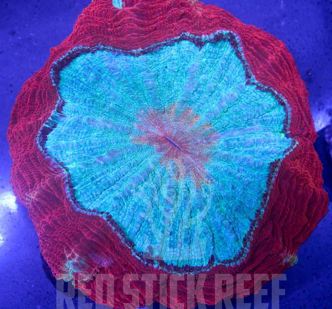 Fire & Ice Acantho