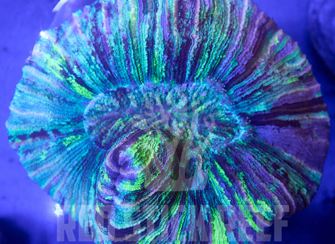 Green & Purple Trachy – WYSIWYG
