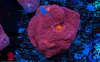 Red & Blue Jellybean Chalice Coral