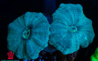 Green Candy Cane Coral (Caulastrea spp.)