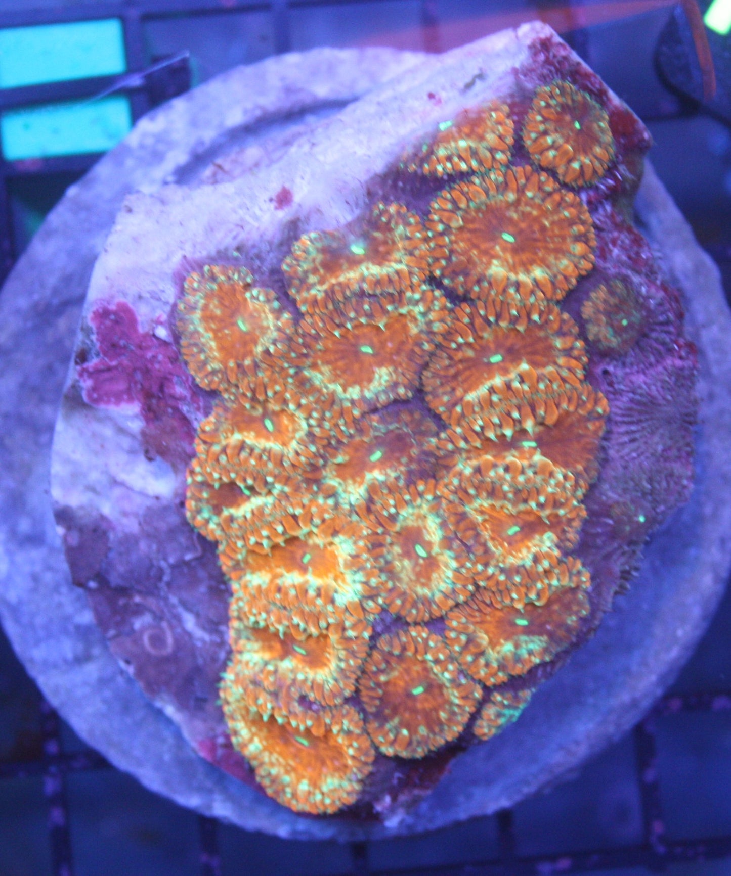 Fire Ember Blasto Colony