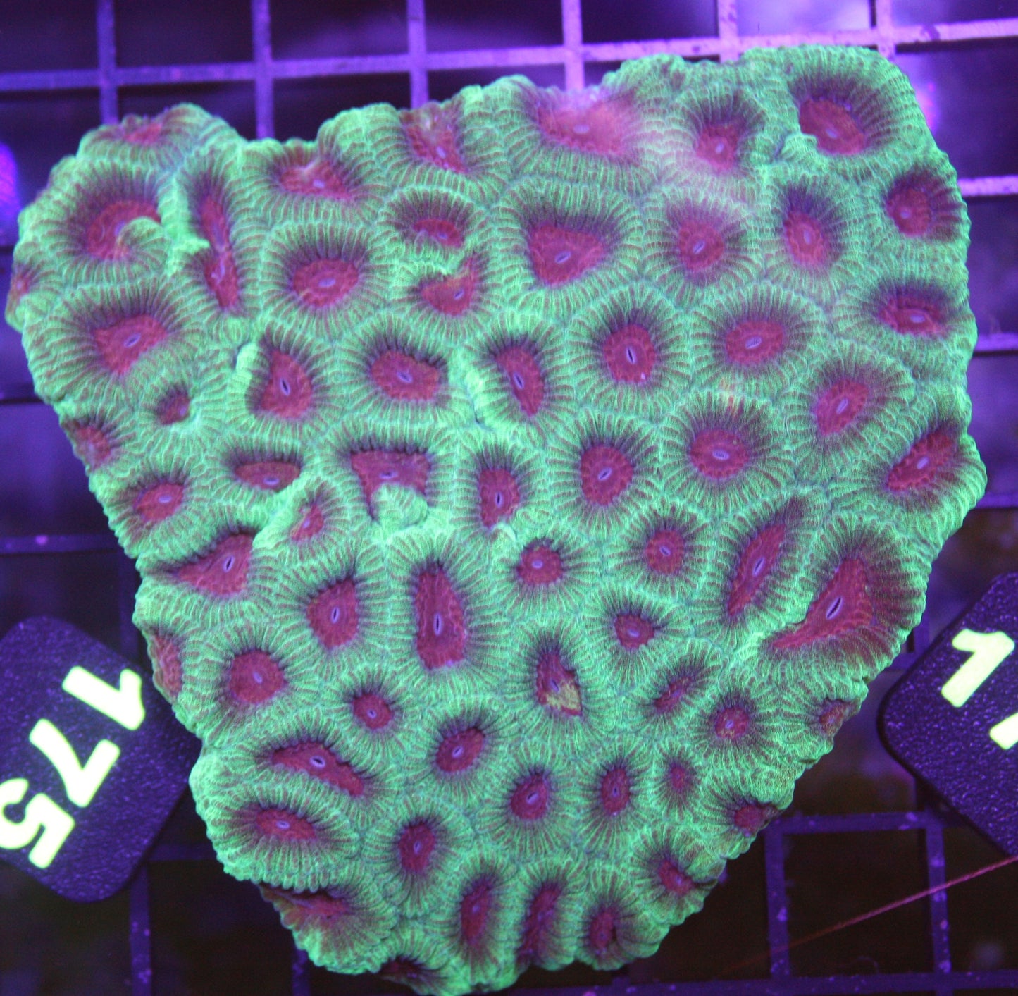 Neon Eye Favia Coral – WYSIWYG Colony